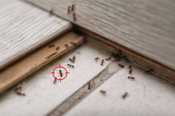 Pest Prevention Services in Red Wing, MN