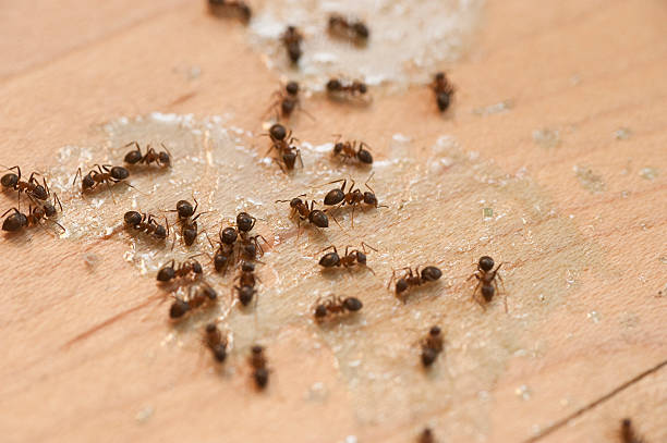Pest Control Cost in Red Wing, MN