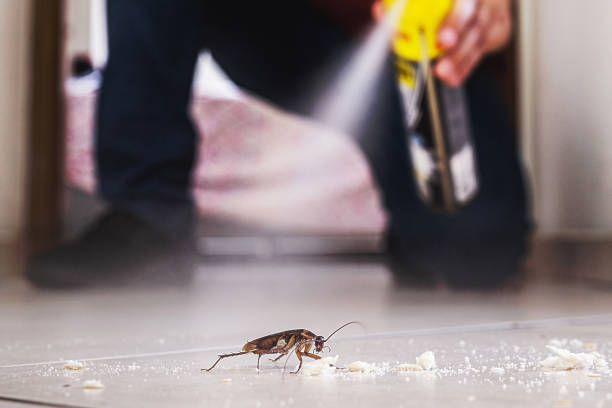 Best Termite Control Services  in Red Wing, MN